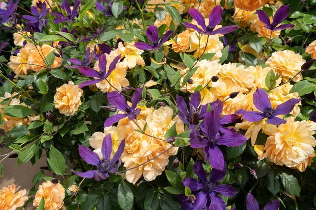 Jaune et violet : une association de couleurs qui fonctionne toujours ! (Rosier et clématite)