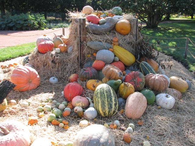 Différentes cucurbitacées : courges, potirons...