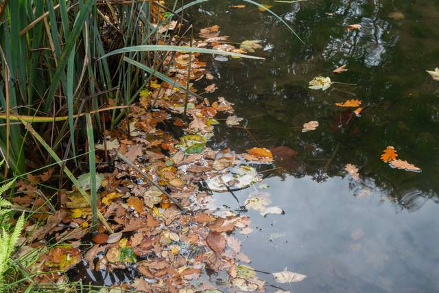 Feuilles mortes dans un bassin