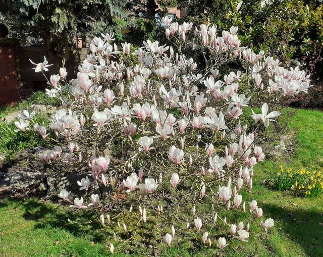 Magnolia x soulangeana : arbuste en fleurs au printemps
