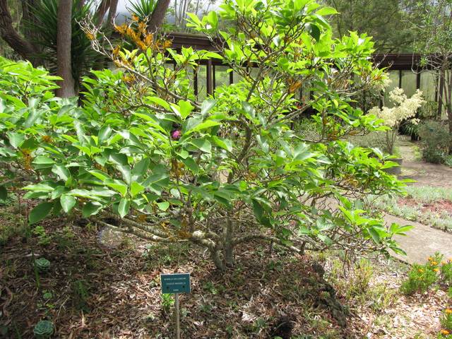Magnolia x soulangeana : feuillage après la floraison