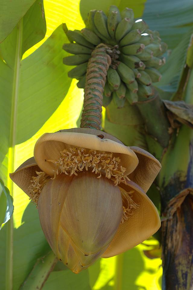 Musa basjoo : fleur