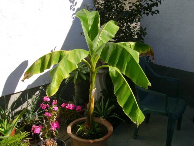 Musa basjoo (bananier du Japon) en pot