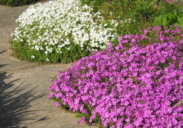 Phlox mousse, Phlox subulata