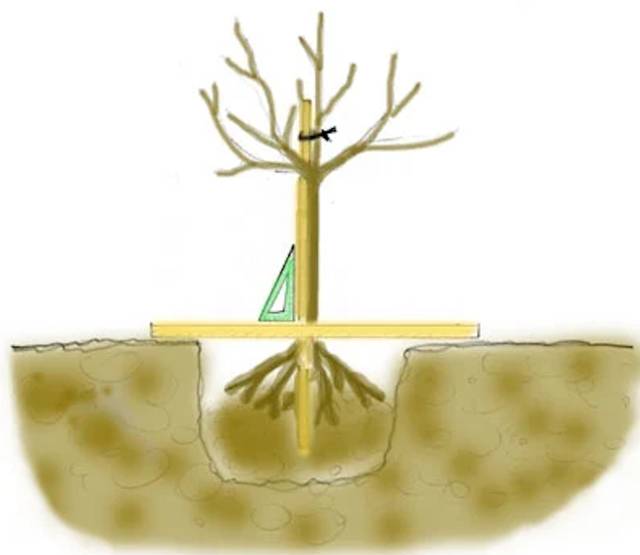 Plantation d'un arbre droit