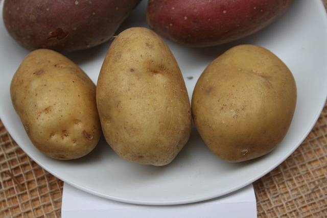 Pomme de terre Bintje