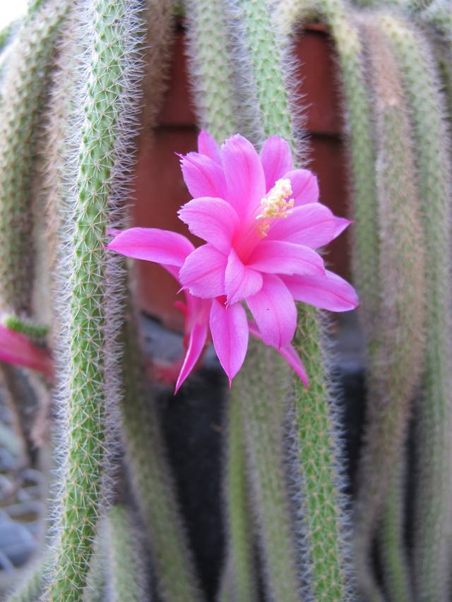 Aporocactus flagelliformis en suspension, queue de rat