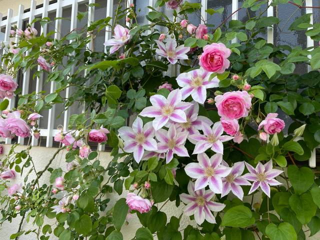 Roses et clématites sur une clôture