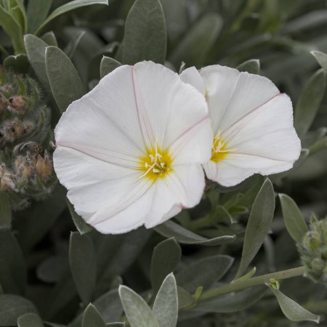 Convolvulus cneorum - Liseron argenté (Paul M / flickr.com)