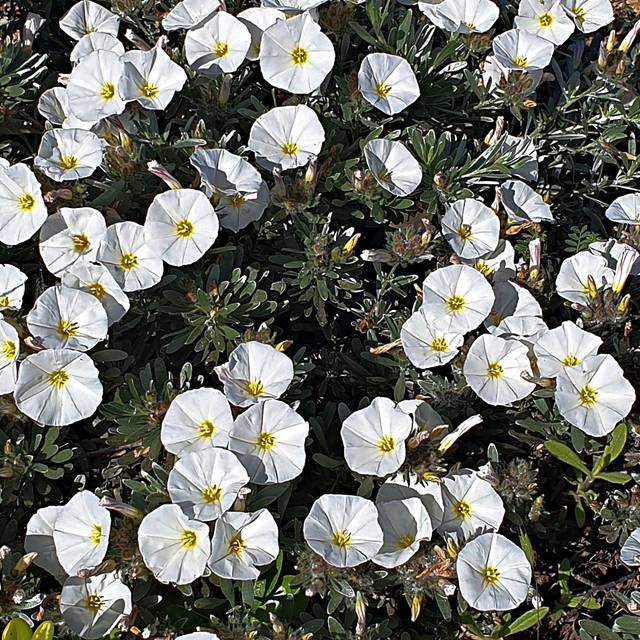 Convolvulus cneorum (Txemari. (Navarra). / flickr.com)
