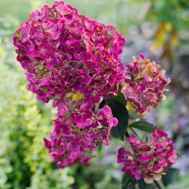 Hortensia paniculé FRAMBOISINE® (Hydrangea paniculata) (Sunshine / stock.adobe.com)