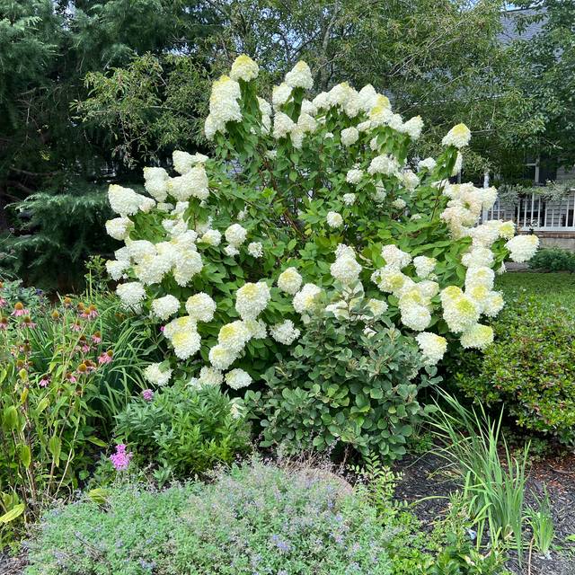 Hortensia paniculé LITTLE LIME® (Hydrangea paniculata) (Michele Dorsey / flickr.com)