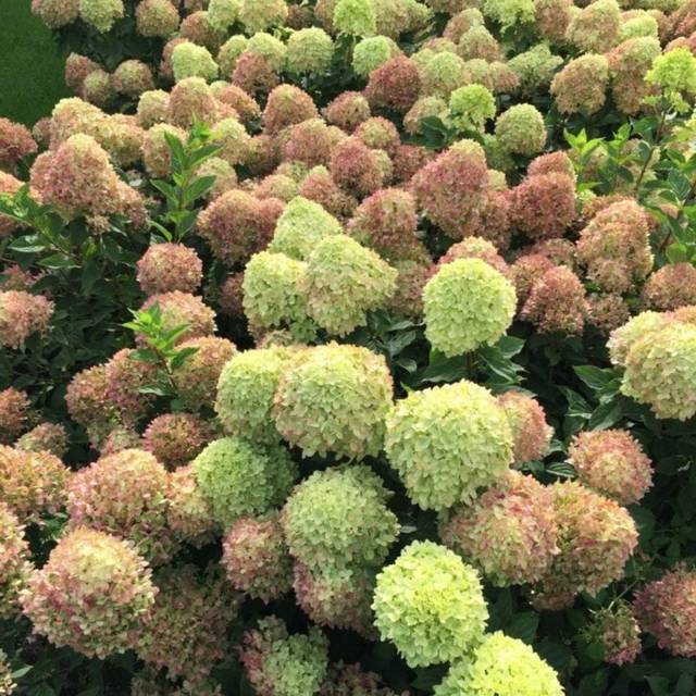 Hortensia paniculé LITTLE LIME® (Hydrangea paniculata) (Valkplant)