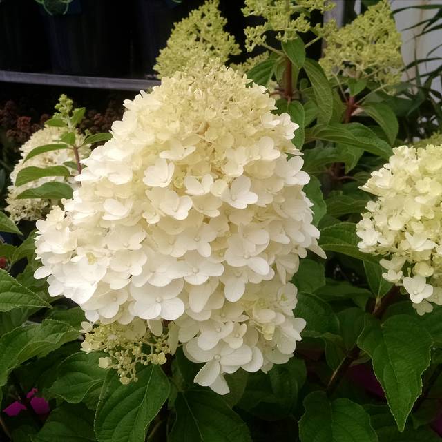 Hortensia paniculé 'Silver Dollar' (Hydrangea paniculata)  (John Caley / stock.adobe.com)
