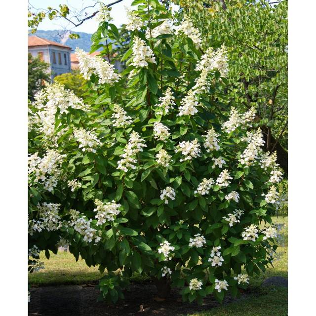 Hortensia paniculé 'Unique' (Hydrangea paniculata) (Stefano / flickr.com)