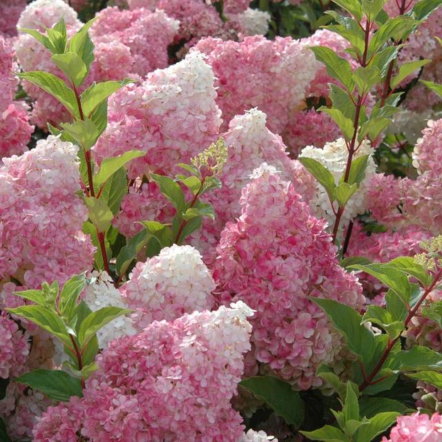 Hortensia paniculé VANILLE-FRAISE® (Hydrangea paniculata)  (Sapho)