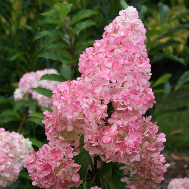 Hortensia paniculé VANILLE-FRAISE® (Hydrangea paniculata)  (Sapho)