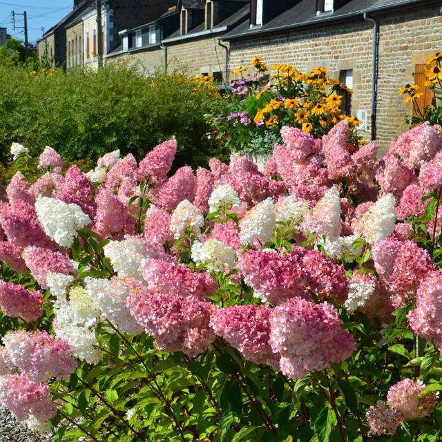Hortensia paniculé VANILLE-FRAISE® (Hydrangea paniculata) (Sapho)