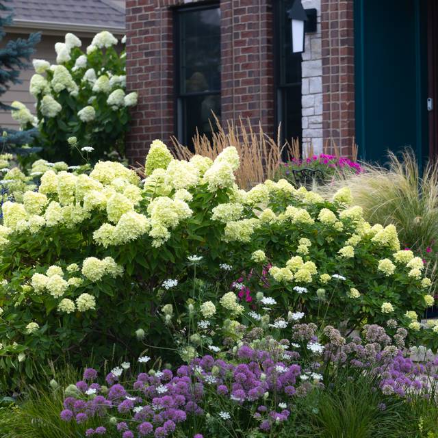 Hortensias Little Lime et Limelight en massif avec des alliums Millennium et des graminées (MOLLY SHANNON / stock.adobe.com)