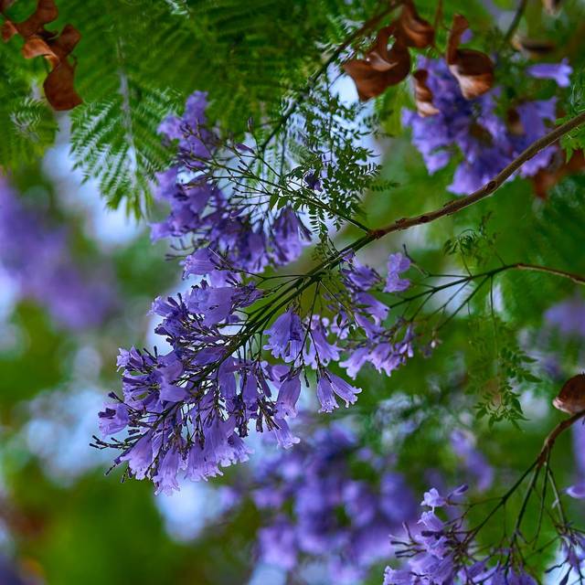 Jacaranda mimosifolia 'Bonsaï Blue' (Flamboyant bleu) (George E. Koronaios / flickr.com)