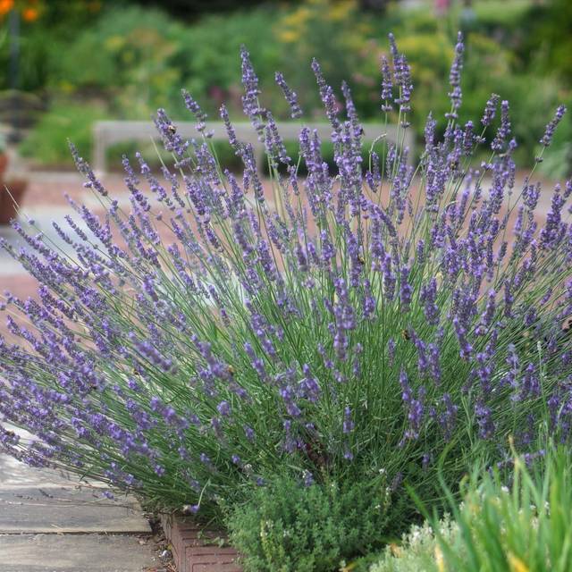 Lavandin Phenomenal - Lavandula intermedia Phenomenal 'Niko' (Globe Planter)