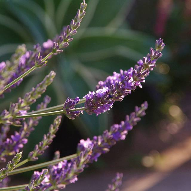Lavandin Phenomenal - Lavandula intermedia Phenomenal 'Niko' (Globe Planter)