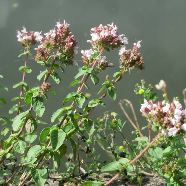 Marjolaine (origan) BIO - Origanum vulgare (Andreas Rockstein / flickr.com)