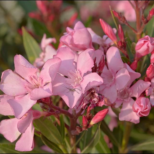Laurier rose 'Atlas' (Nerium oleander) (Amadej Trnkoczy / flickr.com)