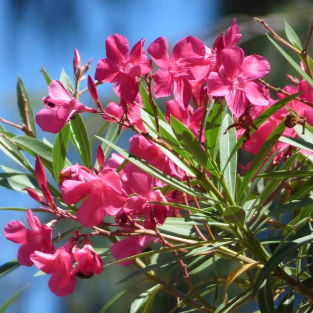 Laurier rose 'Belle Helène' (Nerium oleander) (Forest and Kim Starr / flickr.com)
