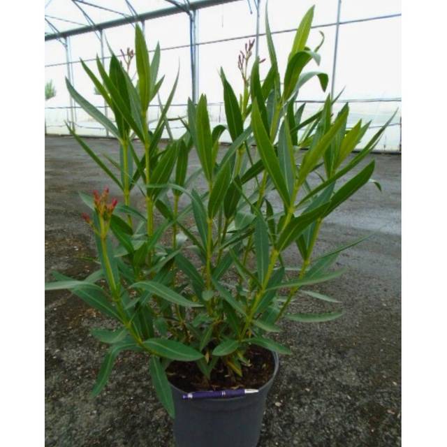 Laurier rose (Nerium oleander) en pot de 7,5 litres