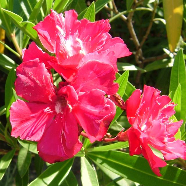 Laurier rose 'Géant des Batailles' (Nerium oleander)  (Lord Koxinga / wikimedia.org)