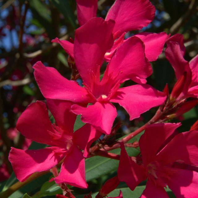 Laurier rose 'Italia' (Nerium oleander) (Xavier Caré / wikimedia.org)