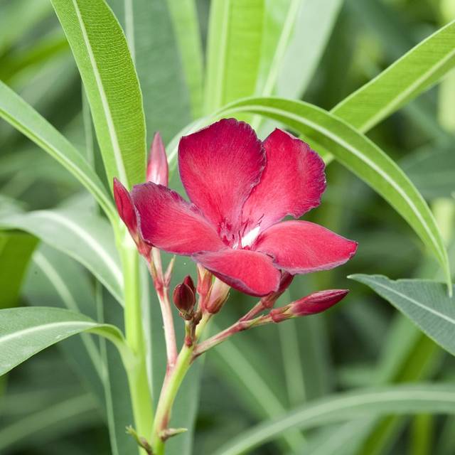 Laurier rose 'Jannoch' (Nerium oleander) (Pfmphotostock / Adobe Stock)