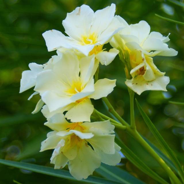 Laurier rose 'Luteum Plenum' (Nerium oleander) (Bill and Mavis / wikimedia.org)