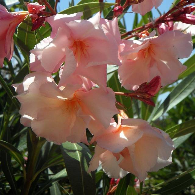 Laurier rose 'Provence' (Nerium oleander) (M W / Pixabay)