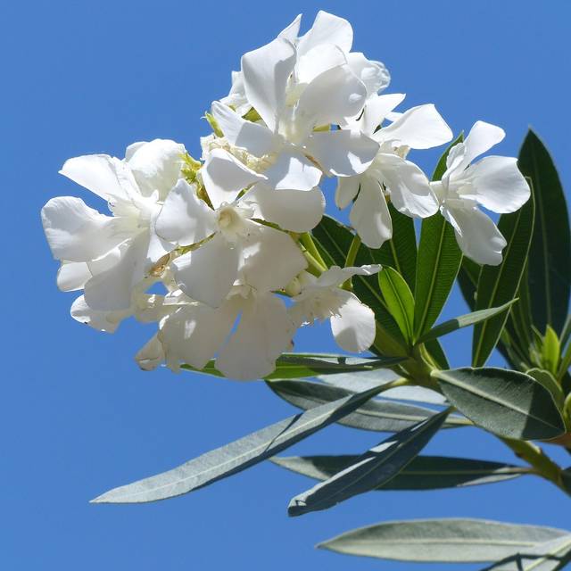 Laurier rose 'Soeur Agnès' (Nerium oleander) (Iris / Pixabay)