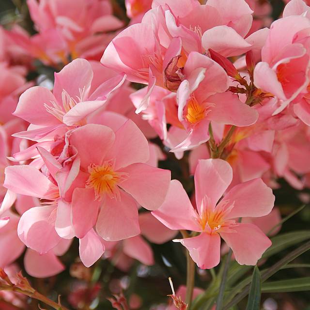 Laurier rose 'Tito Poggi' (Nerium oleander) (AMTM / Adobe Stock)