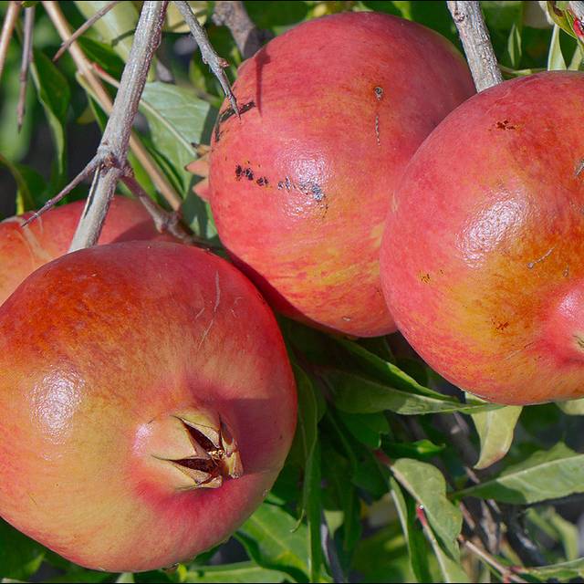Grenadier à fruits 'Early' (Punica granatum)  (Amadej Trnkoczy / flickr.com)
