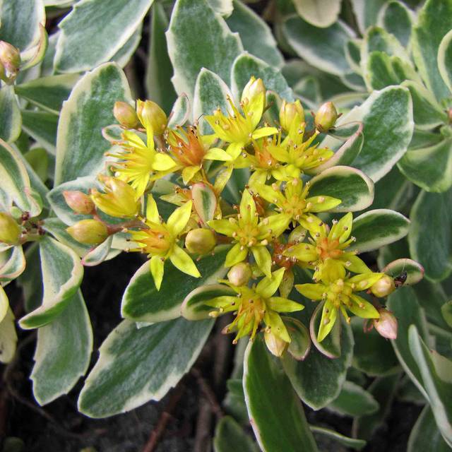 Sedum kamtschaticum 'Variegatum' (HQ Flower Guide / flickr.com)