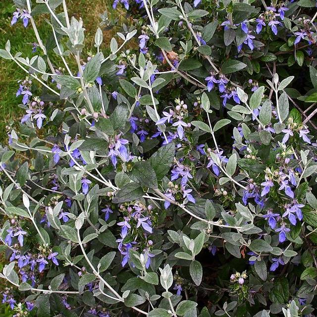 Teucrium fruticans - Germandrée arbustive (peganum / flickr.com)