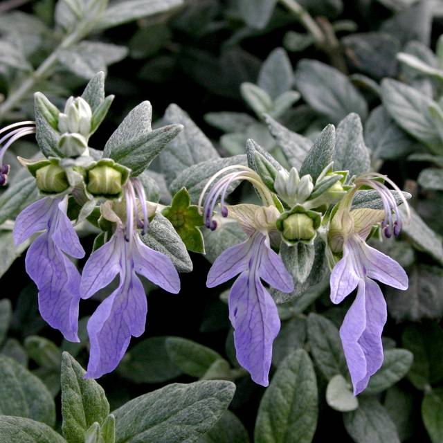 Teucrium fruticans - Germandrée arbustive (Tony Rodd / flickr.com)