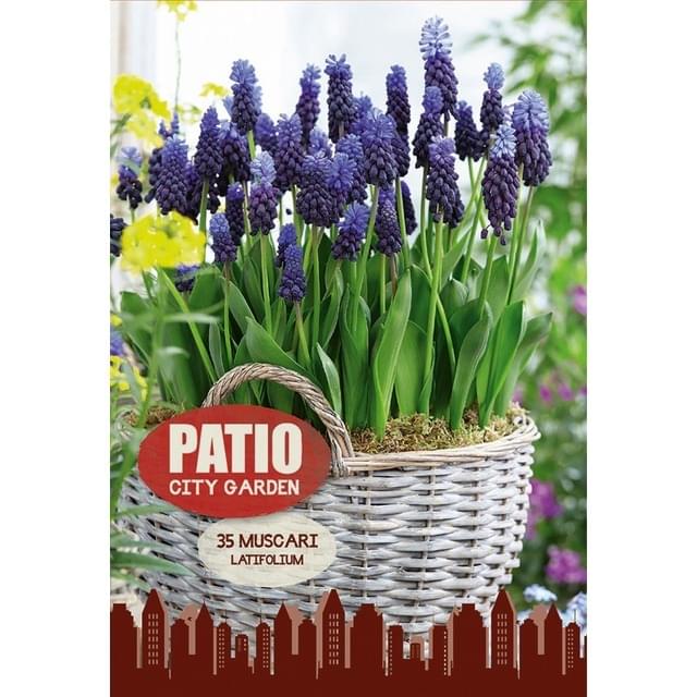 Muscari latifolium - filet