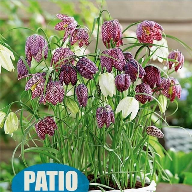 Fritillaire Meleagris