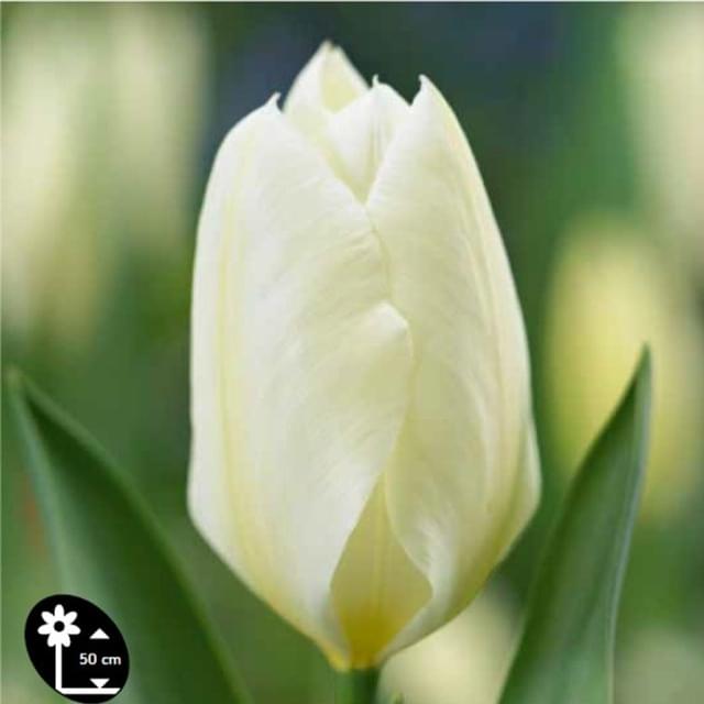 Tulipe Fosteriana Purissima