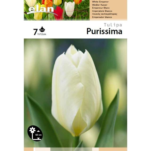 Tulipe Fosteriana Purissima - filet