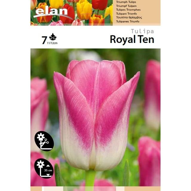 Tulipe Royal Ten - filet