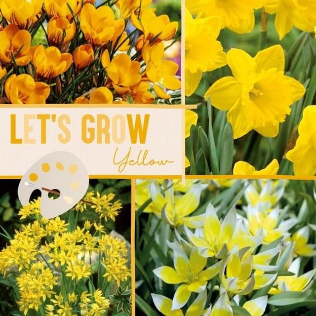 LET'S GROW JAUNE MIX