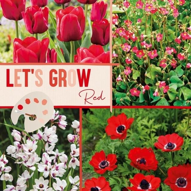 LET'S GROW ROUGE MIX