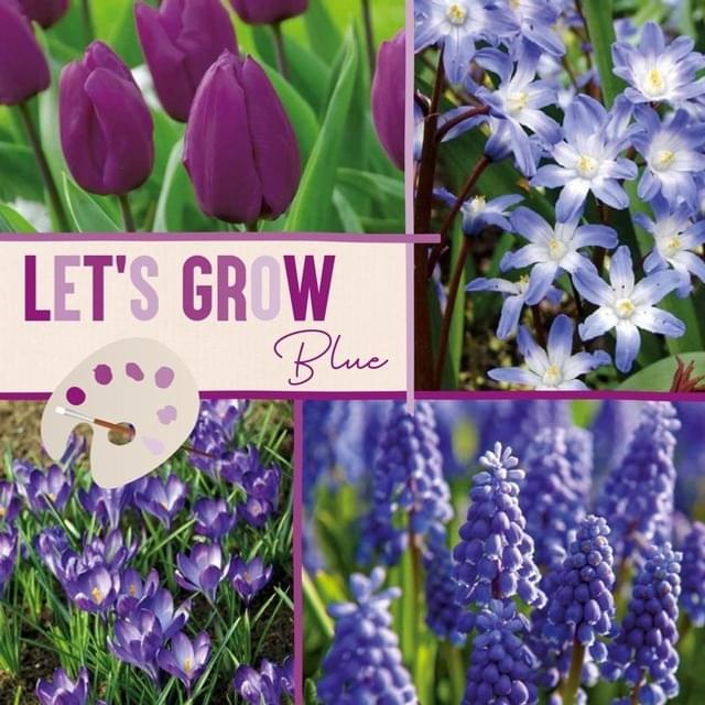 LET'S GROW BLEU MIX