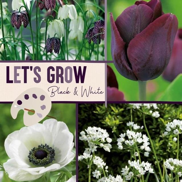 LET'S GROW NOIR & BLANC MIX